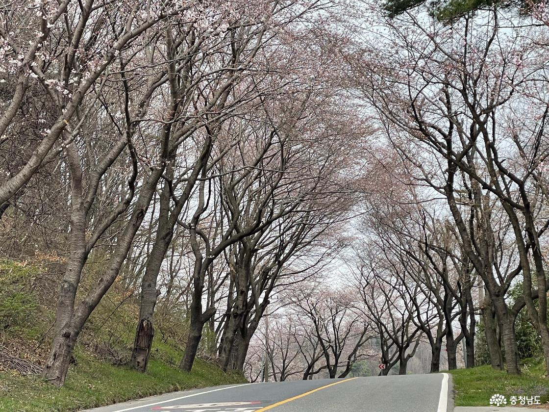 주산벚꽃길 초입