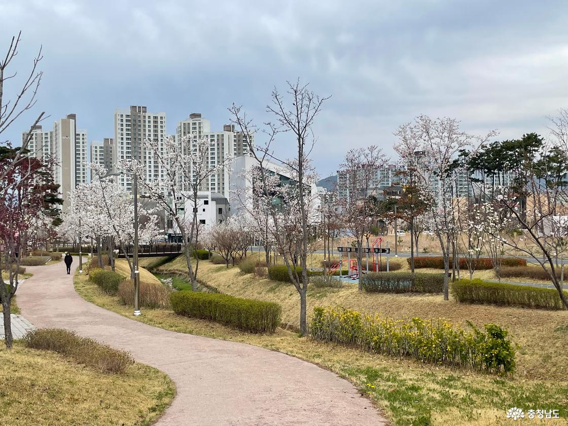 명천 산책로에 핀 벚꽃