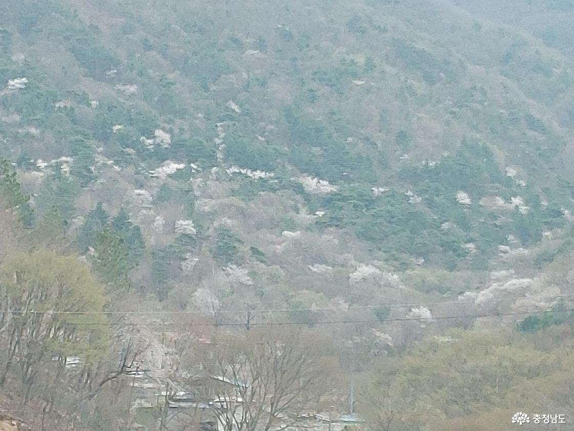 보곡산골 산벚꽃 모습