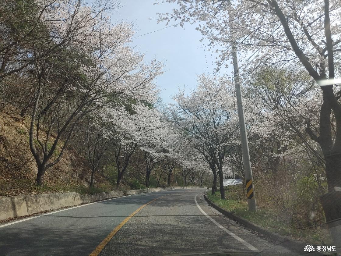 도로 벚꽃 가로수