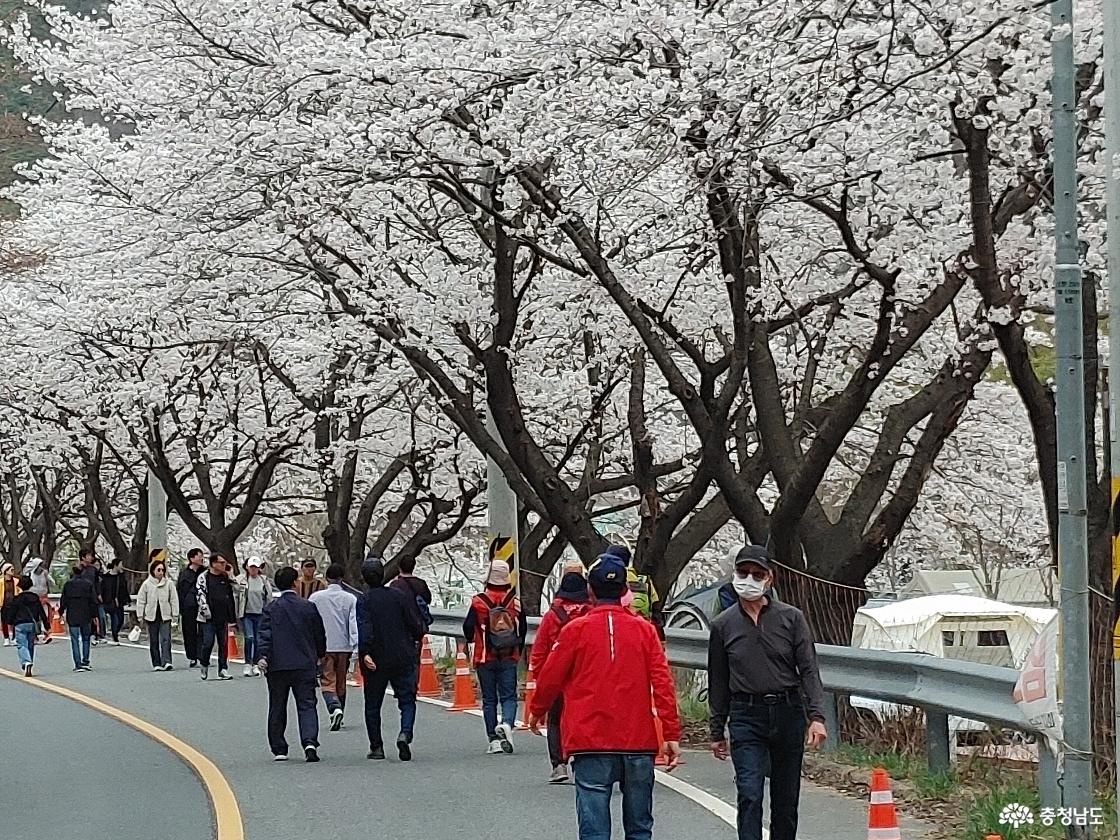 산벚꽃 축제를 찾아 가는 사람들
