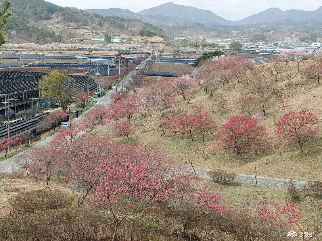 사랑의 꽃길 정자에서 바라본 홍도화 모습