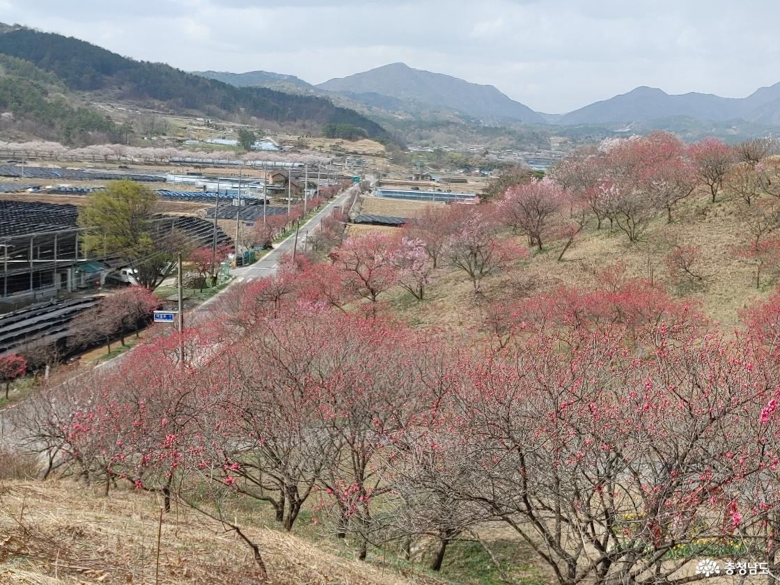 개화 중인 홍도화 무리