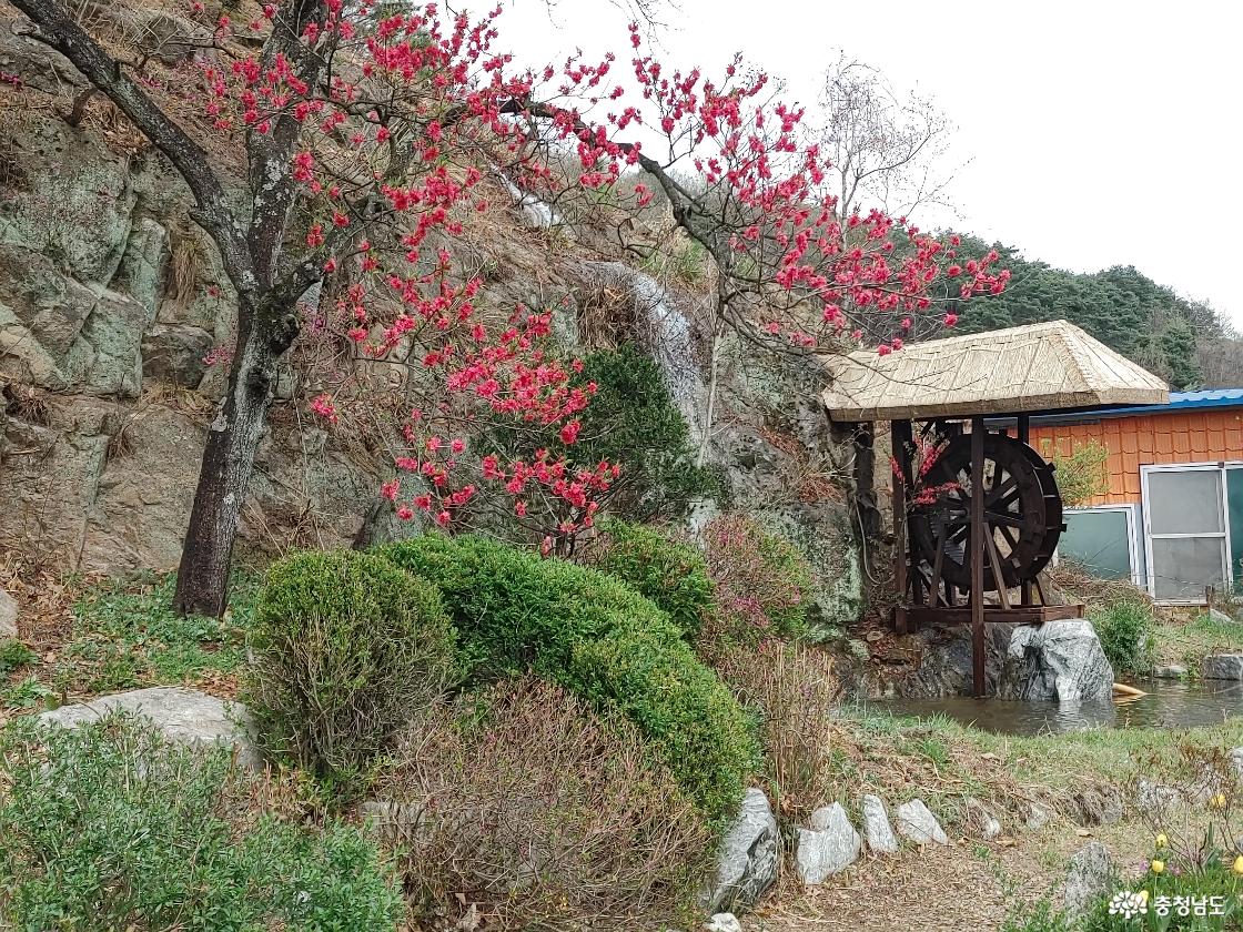 물레방아와 폭포 그리고 홍도화의 조화