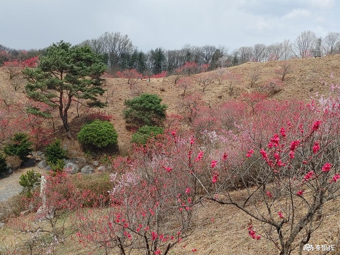 둘레길에서 본 홍도화