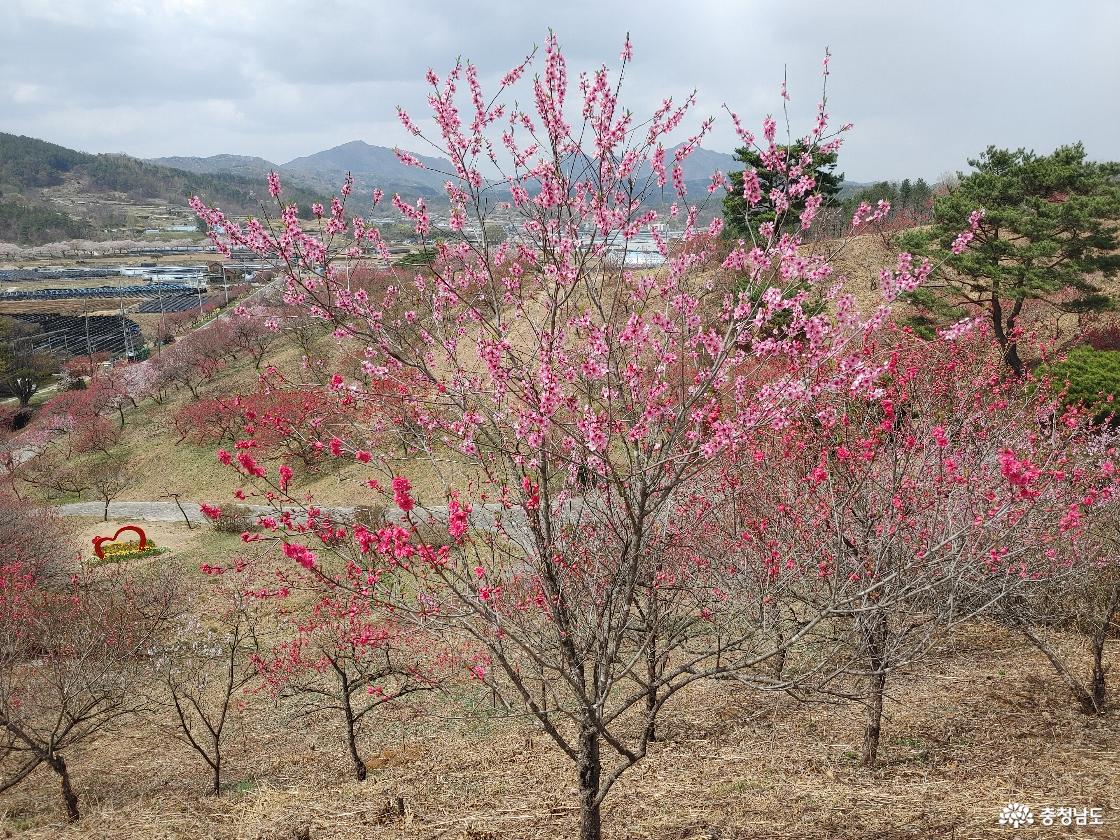 삼색도화 모습