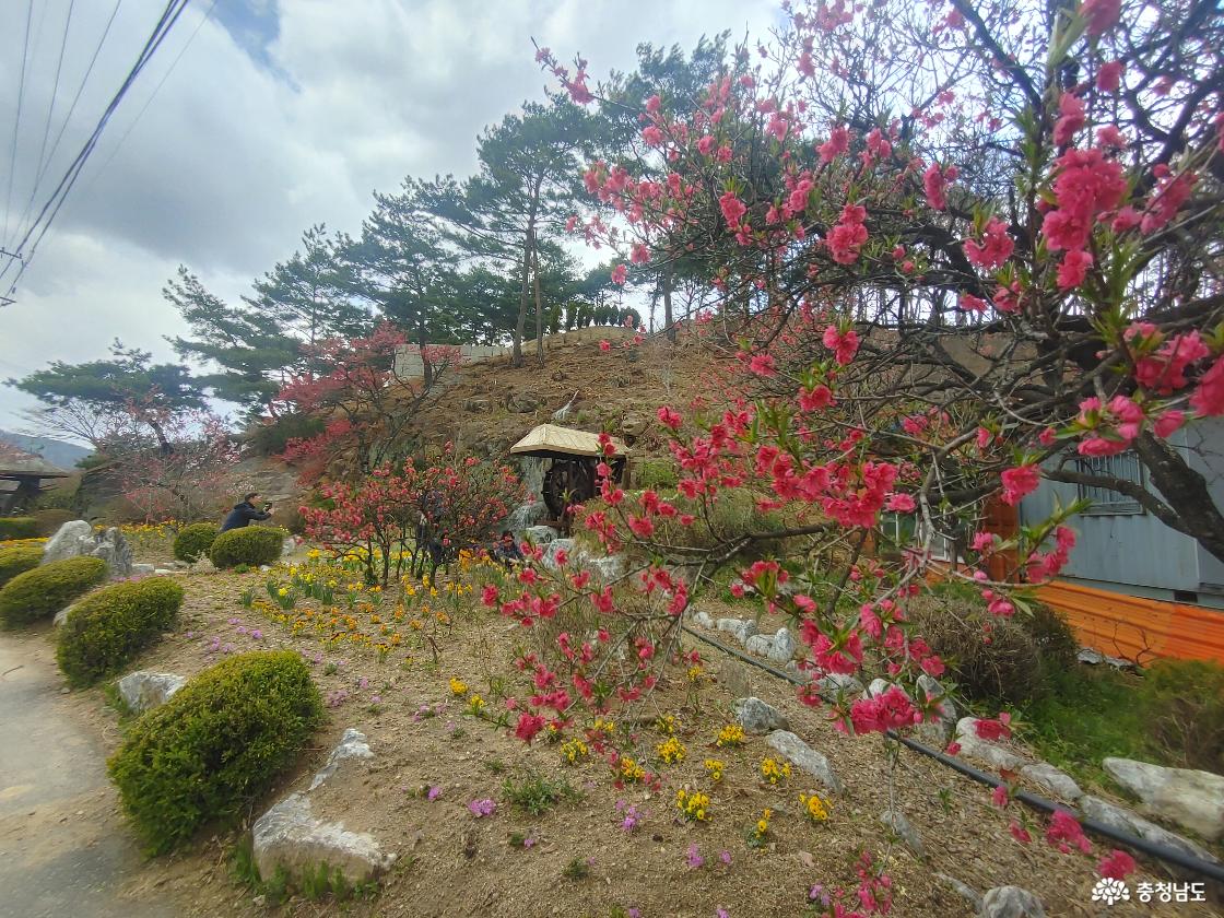 핫 포토존 홍도화 모습