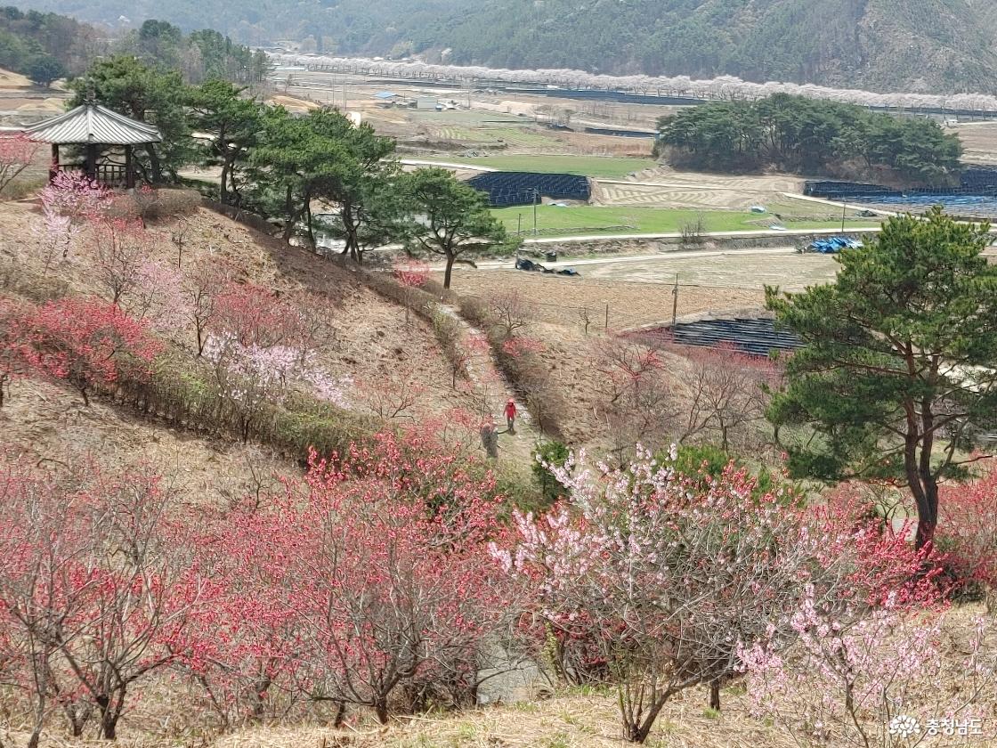 홍도화 둘레길 풍경