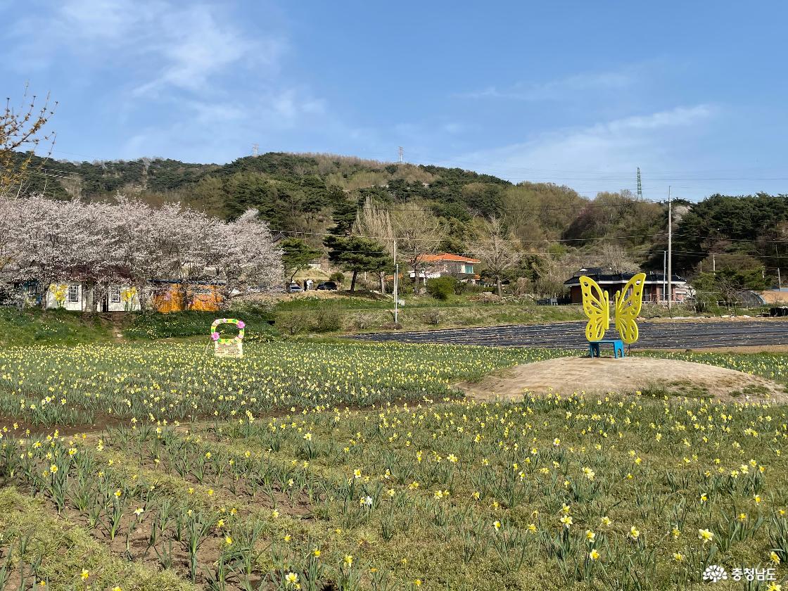 수선화가 넓게 피어 있는 받에 설치되어 있는 포토존