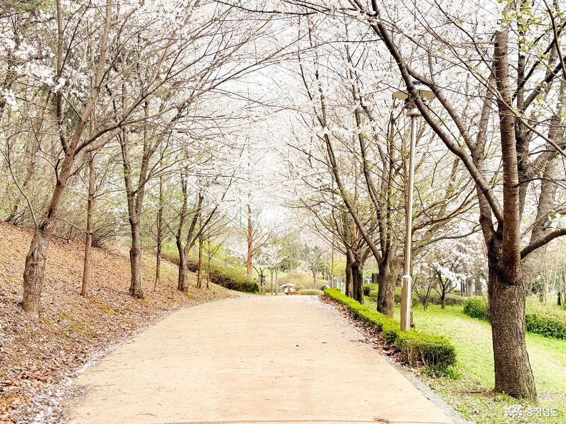 월랑수변공원에서 시작된 벚꽃엔딩