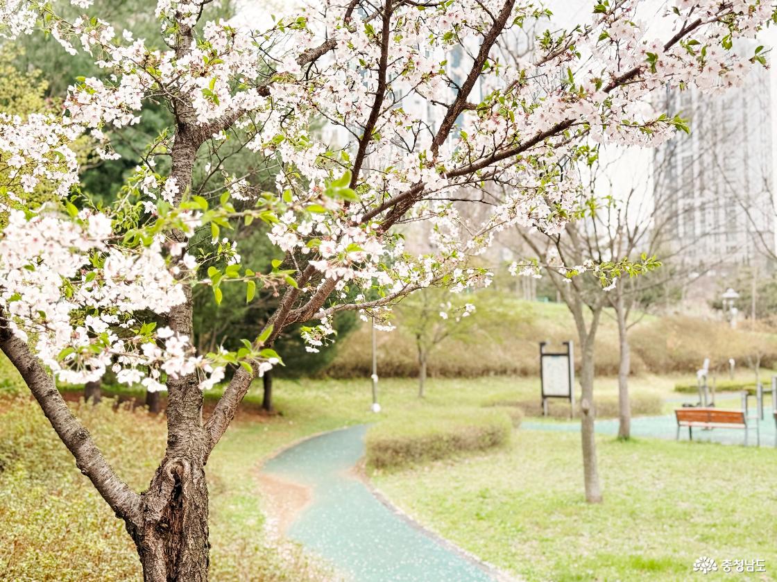 월랑수변공원에서 시작된 벚꽃엔딩