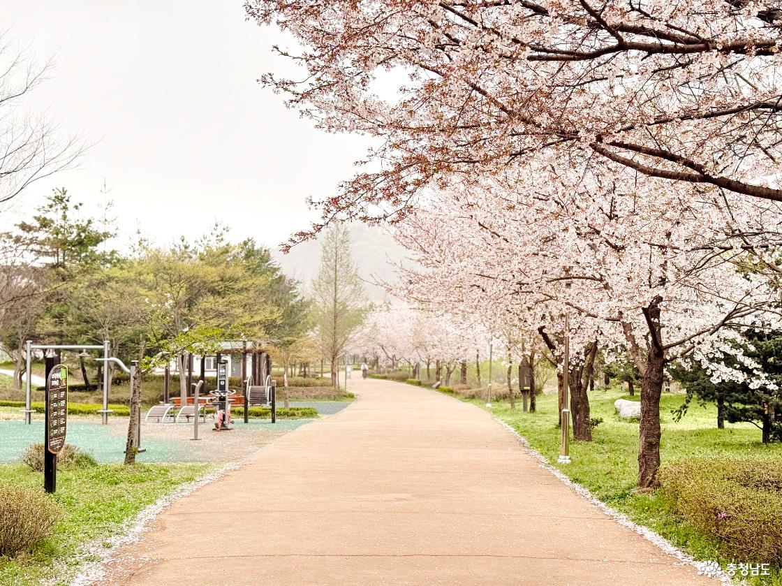 월랑수변공원에서 시작된 벚꽃엔딩