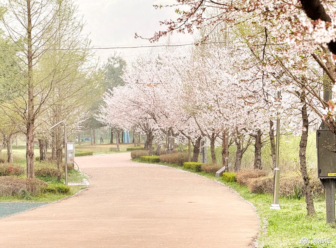 월랑수변공원에서 시작된 벚꽃엔딩