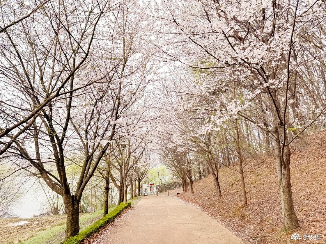 월랑수변공원에서 시작된 벚꽃엔딩
