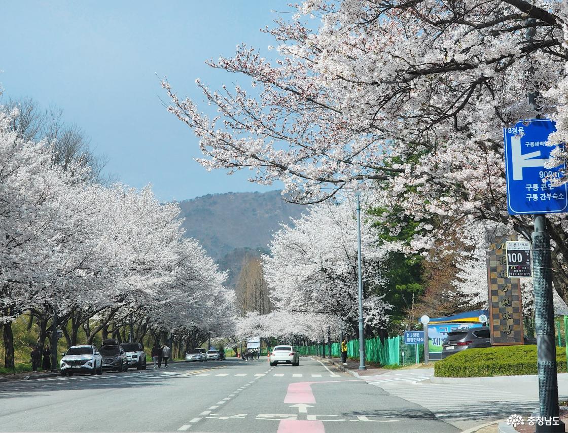 계룡시 제3정문 앞 벚꽃길, 흐린 날에도 빛난 봄의 정취