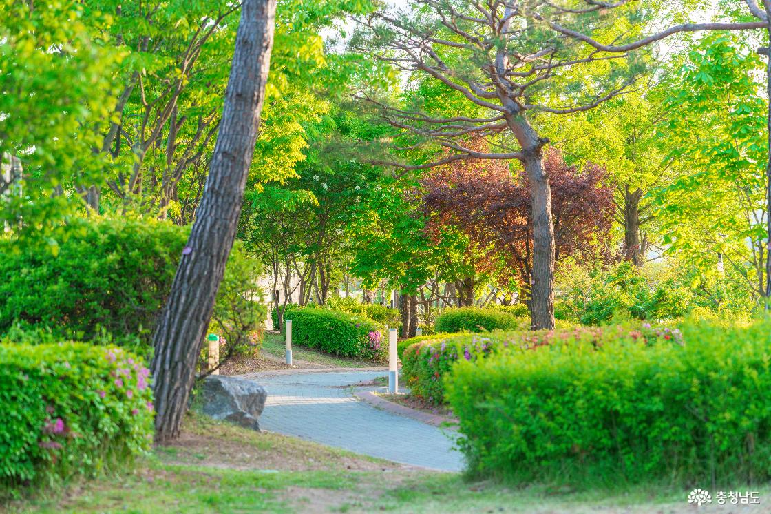 봄바람 따라 설레는 발걸음, 아산 신정호에서 낭만과 추억을 만끽하다