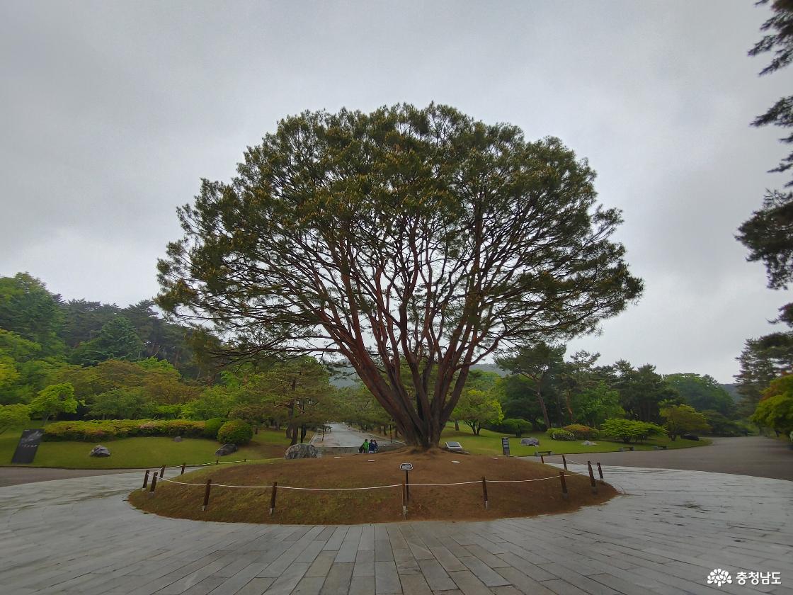 염치초등학교에서 옮겨 심은 반송