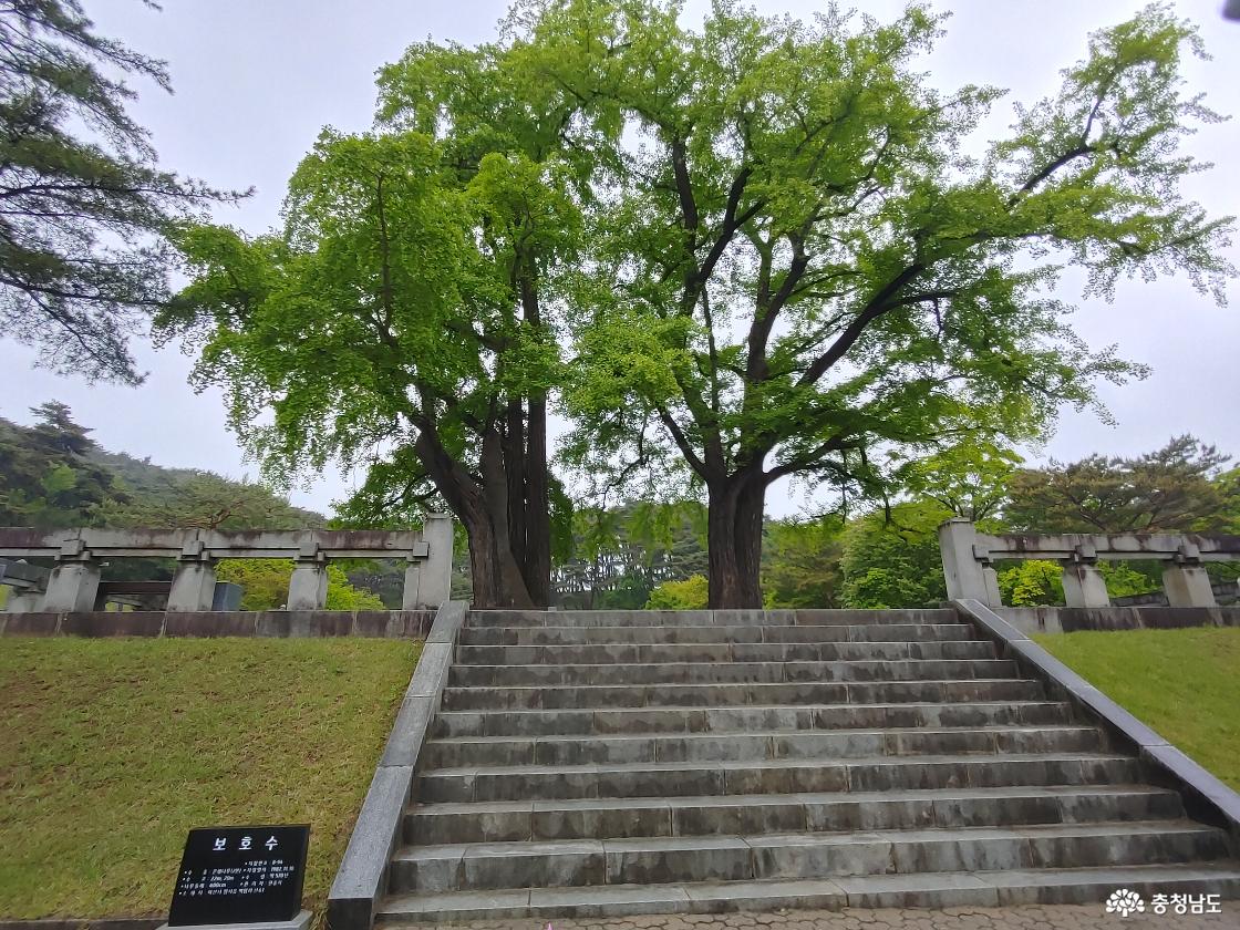 충무공이 활 쏘던 곳 보호수 은행나무