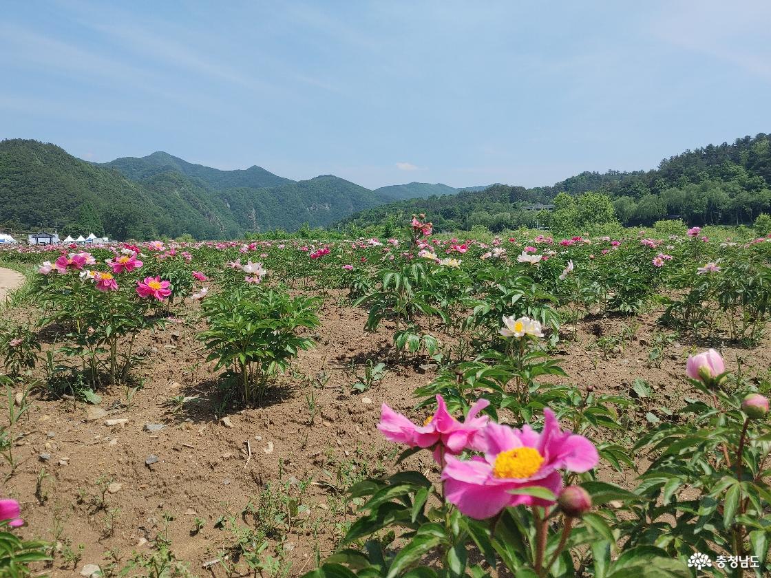 작약꽃이 식재된 금강둔치