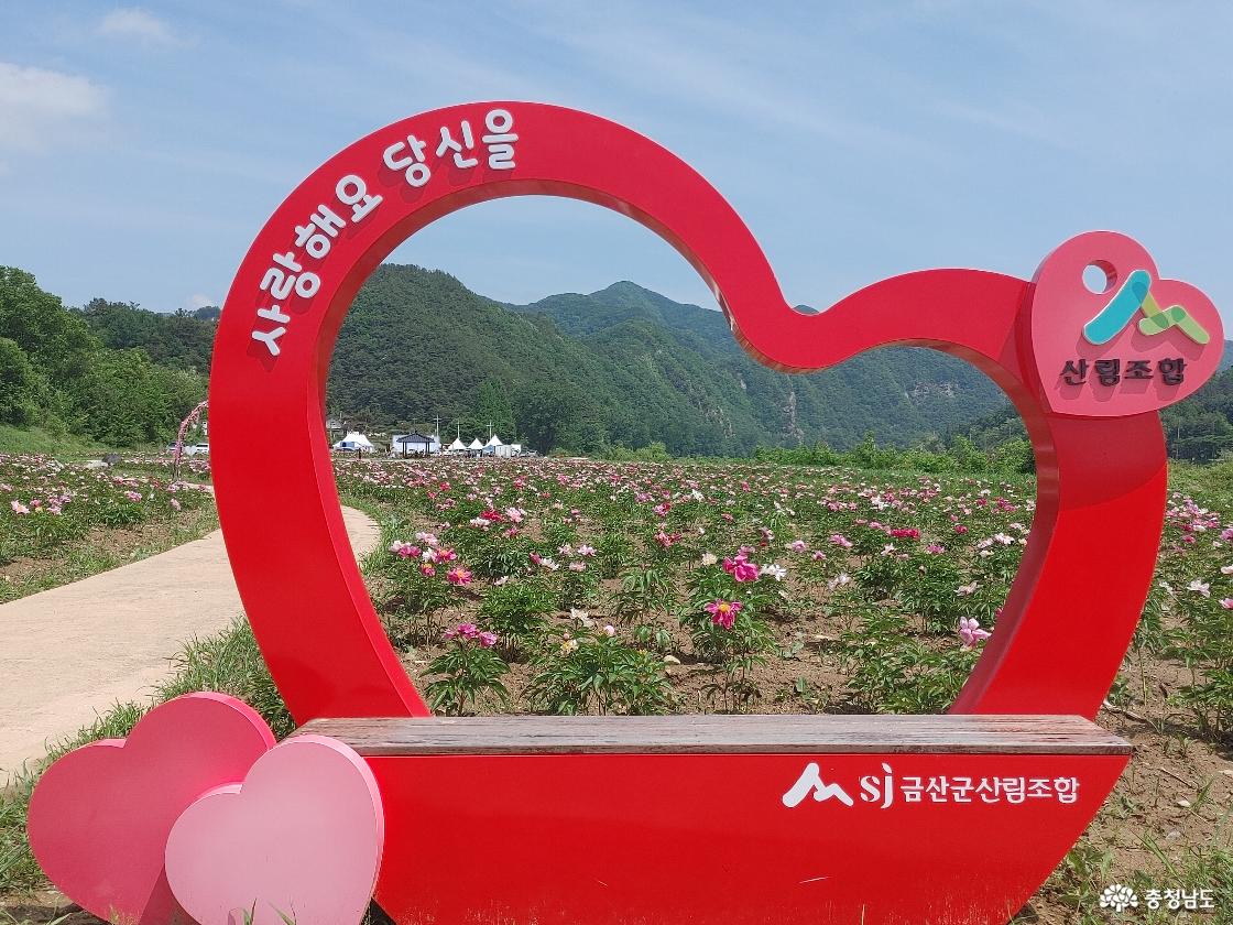 작약꽃이 식재된 금간 둔치