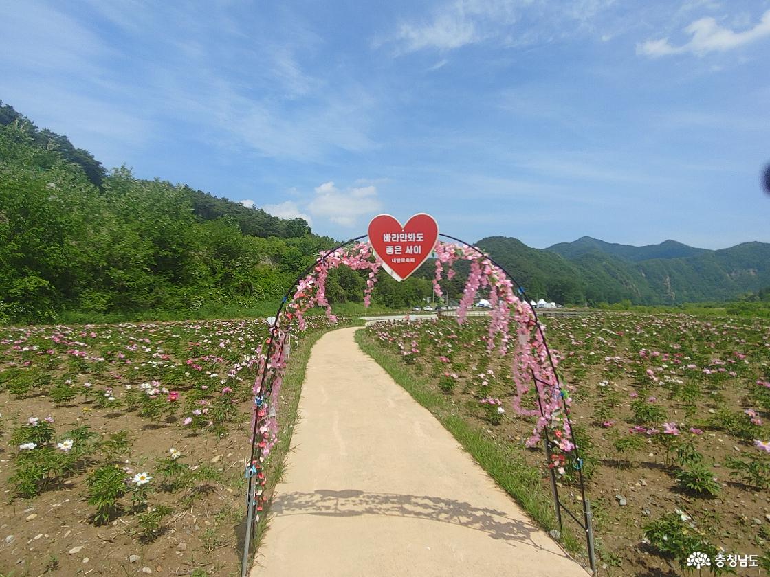 작약꽃길에 세워진 포토존