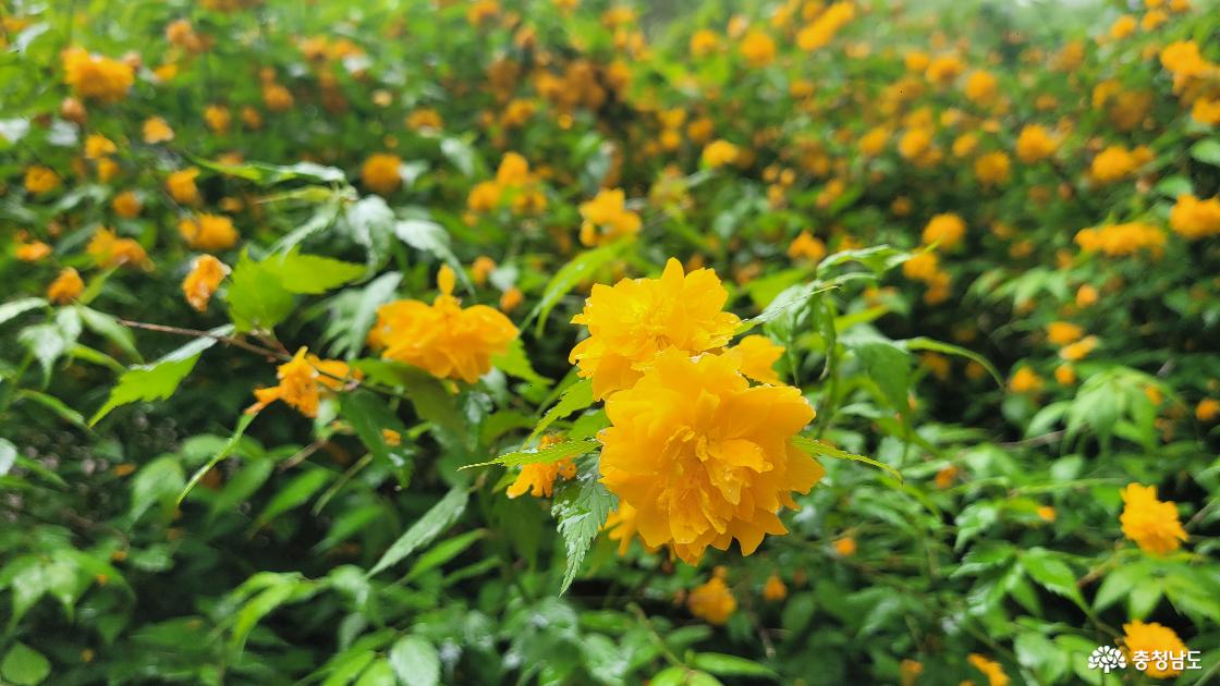 전국 최대 황매화 군락지인 공주 계룡산 갑사.