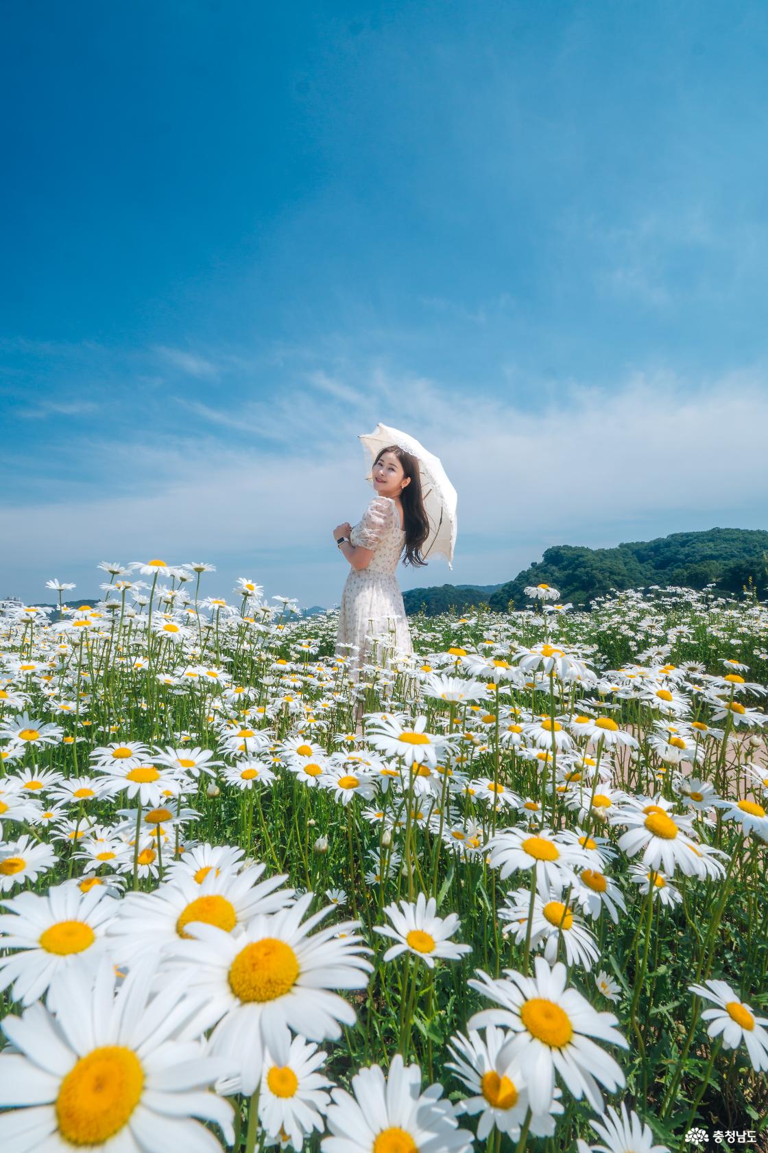 공주 미르섬과 공주 금강신관공원 안내