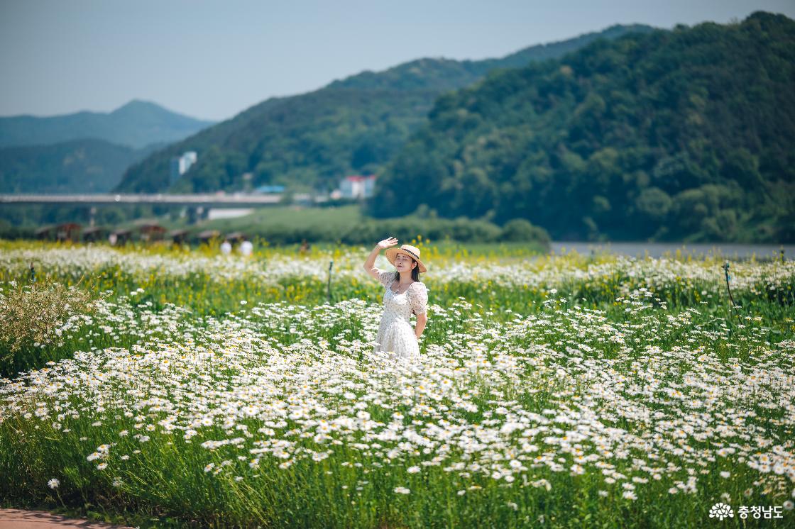 공주 미르섬과 공주 금강신관공원 안내