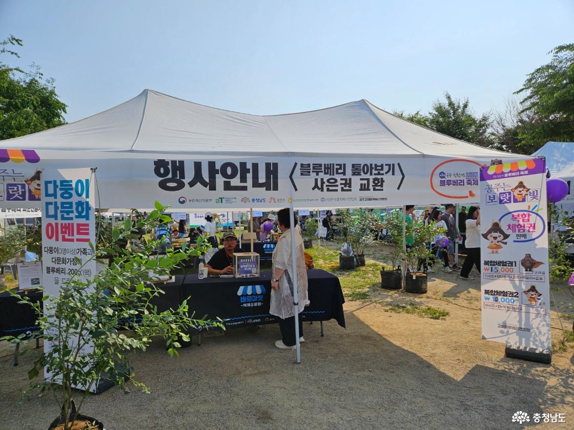 달콤한 여행, 공주 친환경 블루베리 축제에 다녀왔어요