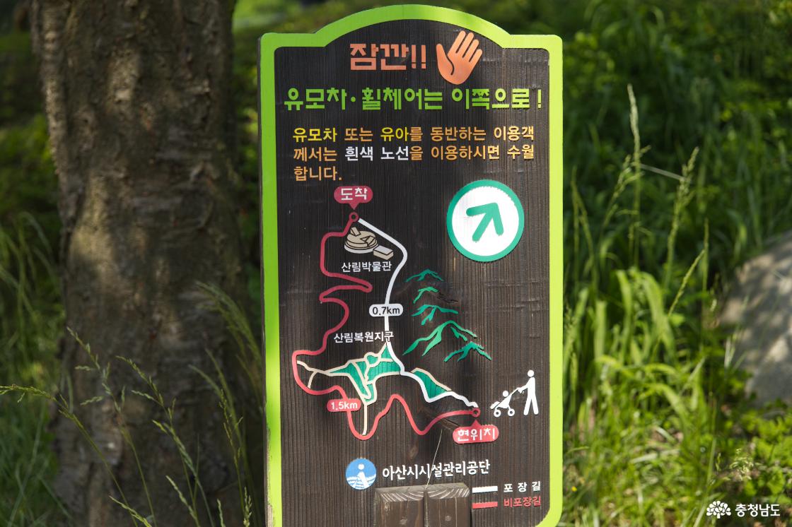 자연휴양림에서 산림박물관까지 무장애숲길을 이용할 수 있다