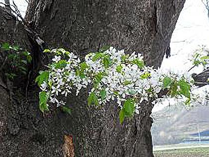 느티나무 벚꽃 