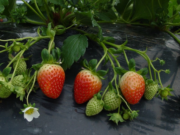설향 딸기 증산 기술 개발