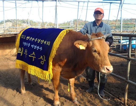 16년만에 열린 전국 한우 경진대회서 예산 박연교 씨의 소가 미경산우 부문 최우수상을 수상했다.