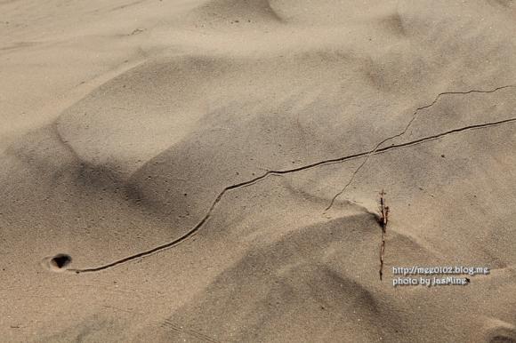 우리나라 최대의 모래언덕 태안 신두리해안사구 사진