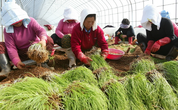 원북면 반계리 한 비닐하우스에서 농민들이 출하를 앞둔 달래를 수확하느라 분주하다.