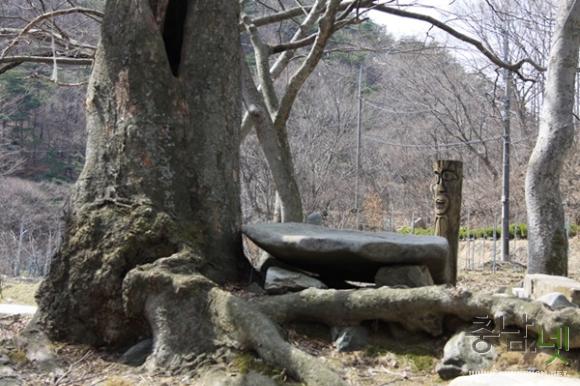 북실마을의 역사를 말해주는듯한 오래된 느티나무