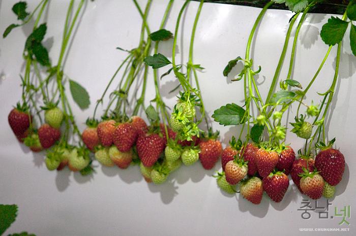 제15회 향기로운 빨강미인 논산 딸기축제열려 사진
