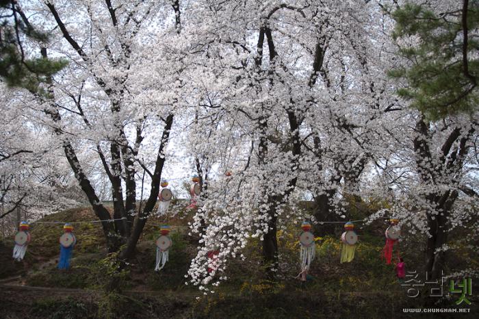 벚꽃과 함께하는 2013 국고개 역사문화축제 사진