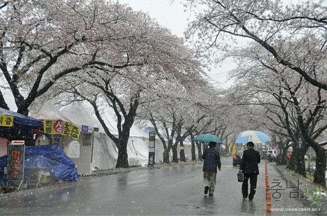 겨울인가 봄인가, 행복한 힐링 동학사 벚꽃길 사진