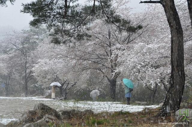 겨울인가 봄인가, 행복한 힐링 동학사 벚꽃길 사진