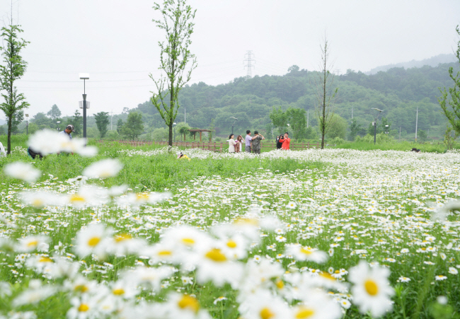 샤스타데이지가 만개한 탑정호수변생태공원을 찾은 관광    객과 영외면회객들이 추억을 만들며 꽃물결을 즐기고 있다.