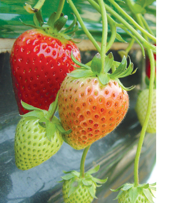 숙향 신품종 개발…딸기시장 독립선언