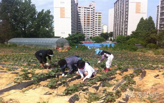 아파트 주민들이 화합을 다지며 1천여평에 농작물을 재배하며 구슬땀을 흘리고 있다