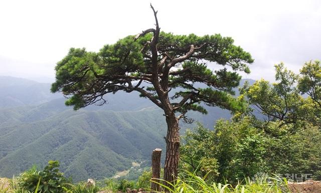 광덕산 석류봉에 있는 소나무