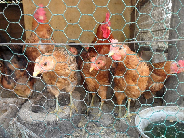 흙담집 안에서 키우는 닭장속의 닭