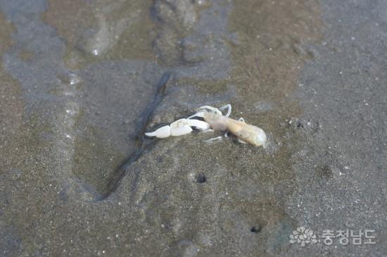 [충남의 바다] 생애 첫 바다, 그리고 갯벌의 신비 사진