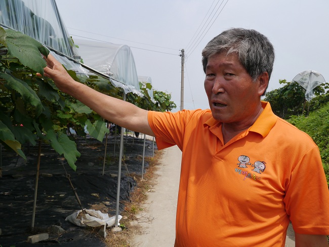 보령 사현포도 재배 주산지의 작목반 김원영 회장님의 비가림장치 설명