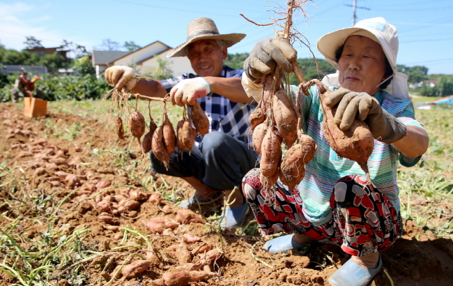 남면 원청리 한 농가에서 황토 고구마를 수확하고 있다.