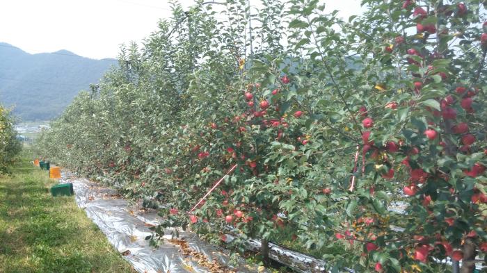 과수원을 빨갛게 물들인 사과 수확기