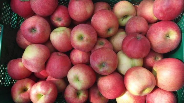 과수원을 빨갛게 물들인 사과 수확기 사진